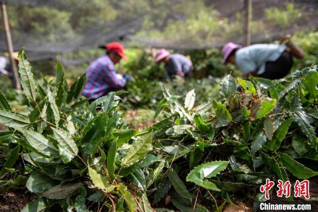 贵州从江：中药材淫羊藿采收忙