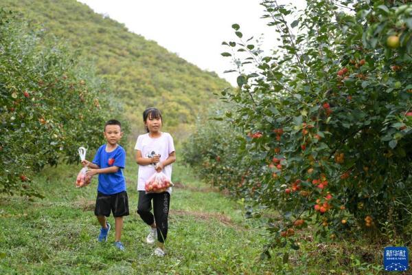 内蒙古突泉：林果喜获丰收