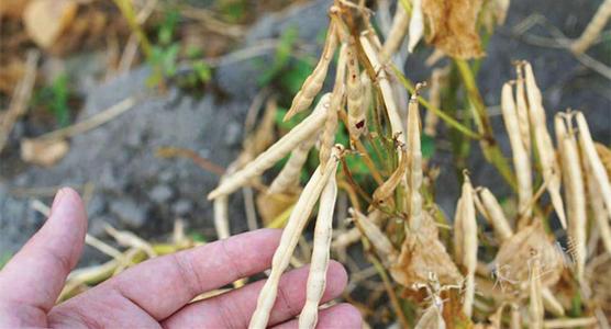 很全面的赤小豆种植方案，建议收藏