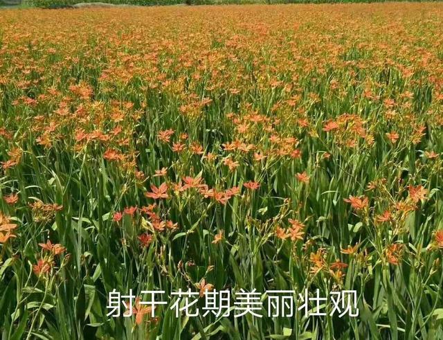 射干药材价格不断上涨 亩效益 30000多元今后几年都在高峰期