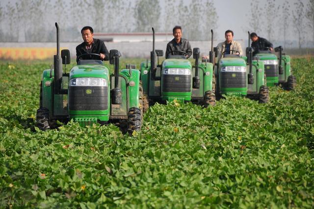 红薯种植时，扦插密度怎么确定？其实过密或过稀都不行