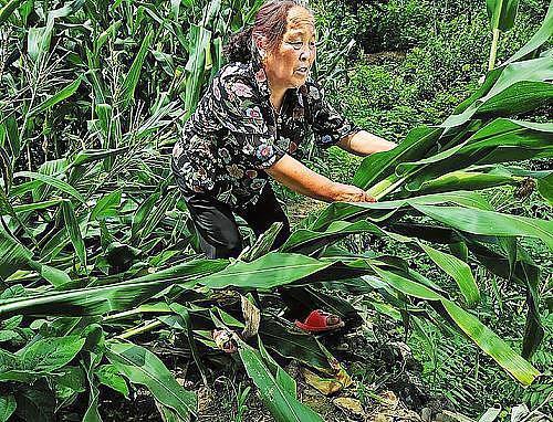 多地报告野猪致害问题：防不住打不过，猎枪弹具配置提上议程