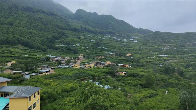 四川茂县：七大园区+三个一亩 “茂县有李”带动农业“加速跑”