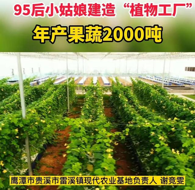 95后姑娘建占地43亩“植物工厂”，1亩发挥5亩效益，年产20000吨