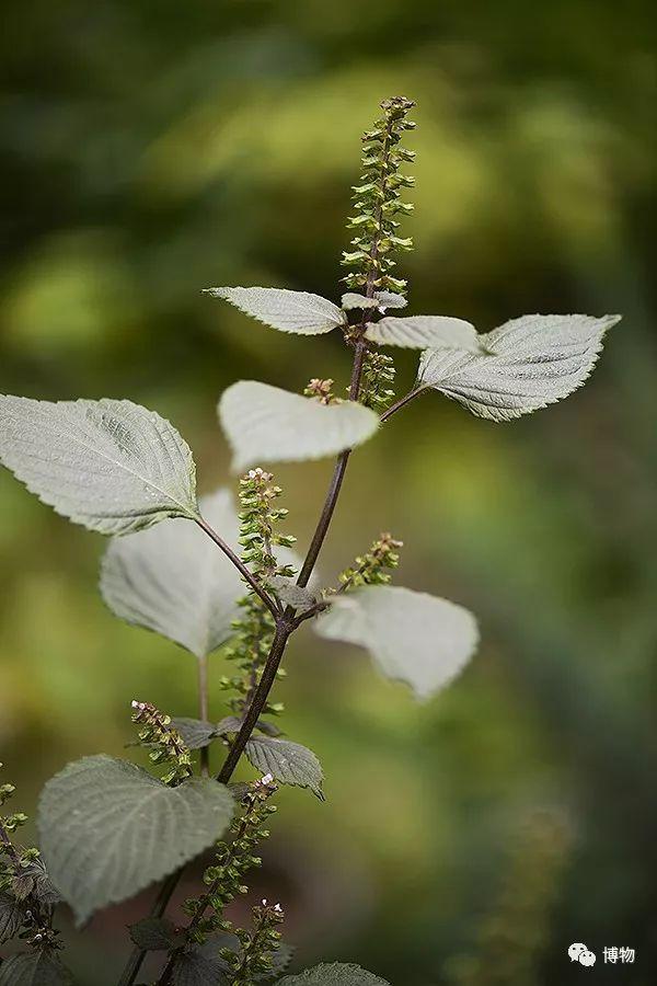 桌上花园｜种子种植说明