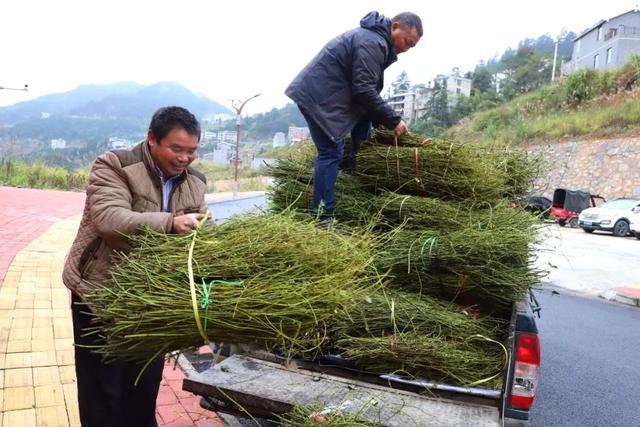 三都县：抓产业，促脱贫——钩藤效益好，荒山变“金山”