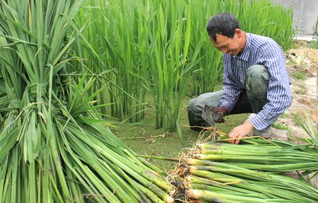 茭白种植产量小，试试茭白无公害栽培技术，让茭白优质高产