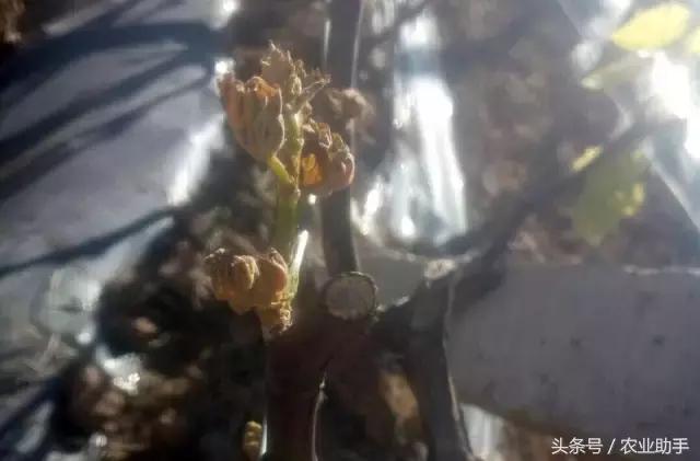 大棚葡萄萌芽后怎么管理？