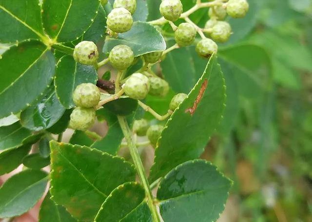 四川绵阳青花椒高效栽培关键技术