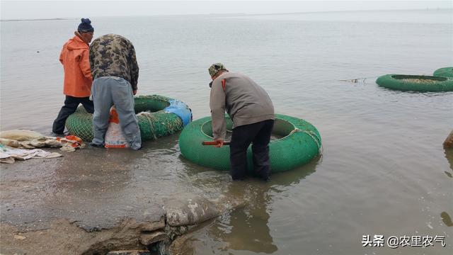 老养殖户经验分享：杂色蛤养殖需注意的六个方面问题