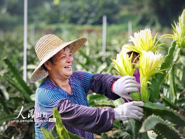 广东鹤山：霸王花大丰收