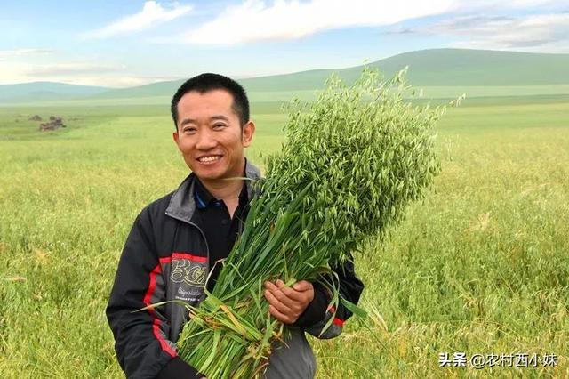 燕麦要怎么种？燕麦的种植技术