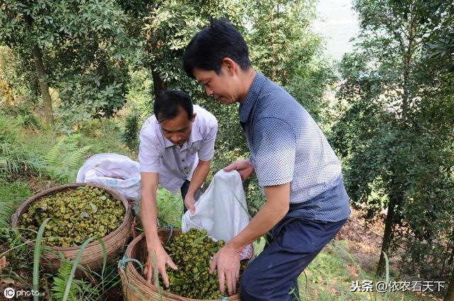 “摇钱树”之殇，过山车式的价格行情，让八角种植成了靠天吃饭