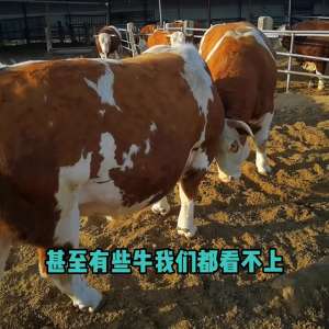 肉水牛养殖技术(怎么样才能养好肉牛呢？来听听养牛大户怎么说#畜牧业)