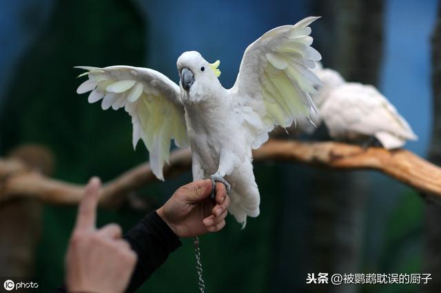  零基础饲养鹦鹉，新手养好鹦鹉并不大难，看完立即入门    收藏