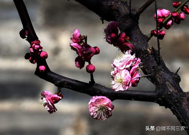 梅花种植的养护管理