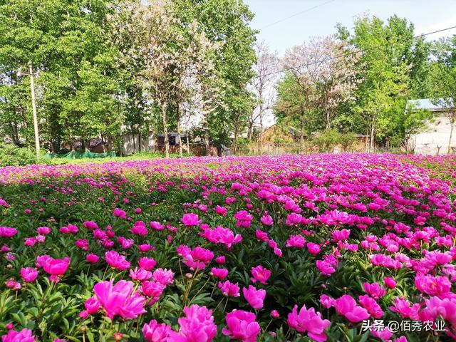 安徽农村有很多漂亮的芍药花，换个地方为啥难成活，种植有窍门吗