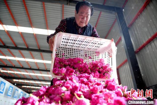 闻着花香致富：河北阜城玫瑰种植延伸“赏食用”