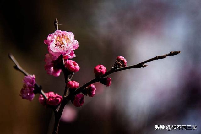 梅花种植的养护管理