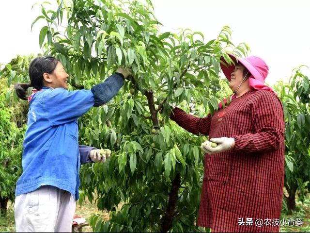 桃树要想结果大品质好，早疏果和巧疏果技术不能少！告诉你技巧