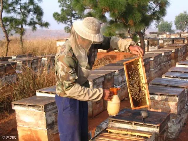 你的蜂箱真的没有透气窗吗？仔细检查看看