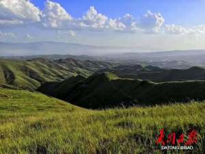 黄芪适合哪些地方种植(黄芪：富民强乡大山深处的“金钥匙”)