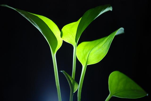 掌握好种植步骤，不管是露地还是盆栽，滴水莲都能种出来