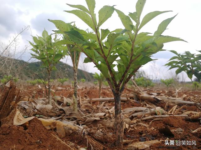 种植魔芋的沾益人，点进来看看，这篇魔芋种植技术很实用