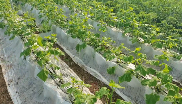 种植黄瓜，掌握留瓜小技巧，防早衰提高产量，农户要注意