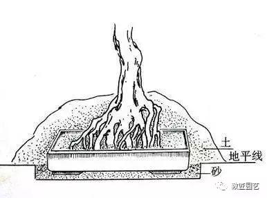 盆景制作基础知识：图文详解根桩如何培育