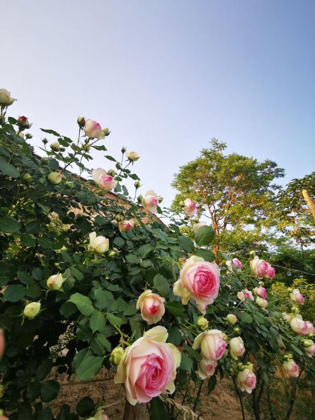 月季一年的管理，让藤本月季打造成花墙，灌木爆花，文章告诉你