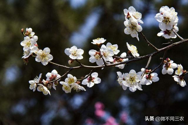 梅花种植的养护管理