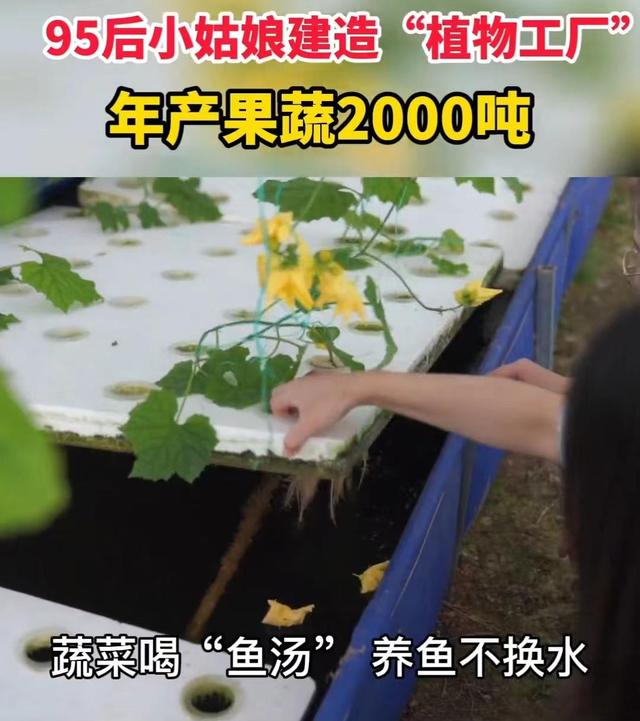 95后姑娘建占地43亩“植物工厂”，1亩发挥5亩效益，年产20000吨