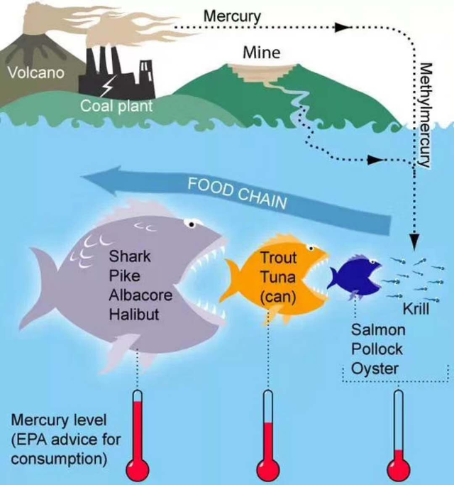把鱼翅当宝，还花大钱买的人要注意了，小心汞中毒