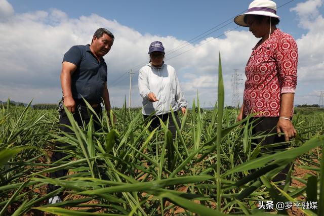 20余万亩小黄姜管护忙！罗平：农技人员服务姜农助稳产增收