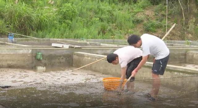 反季节养殖 梭子蟹有望“秋苗夏收”