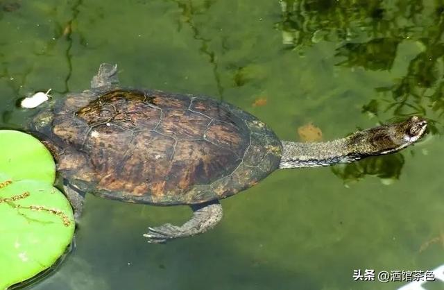 宠物巴西龟的生活习性与其家庭养殖技巧