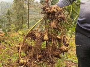 黄精种植利润分析(湖北男人种植黄精，将“土疙瘩”变“黄金”)