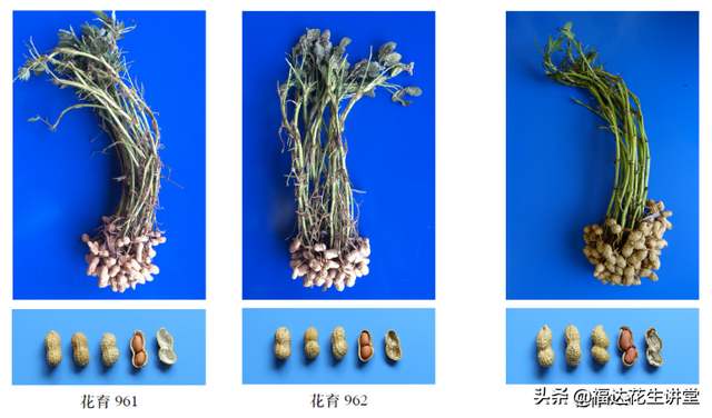 高油酸花生种植注意三个方面：种子纯度，发芽率，芽期耐低温性