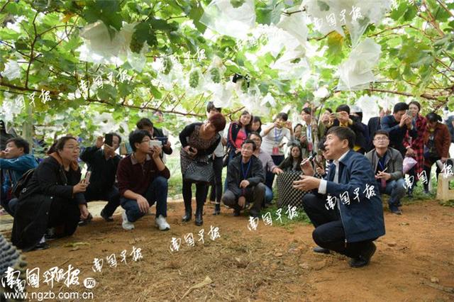 一年两熟，广西人冬天也能吃上本地鲜葡萄了！