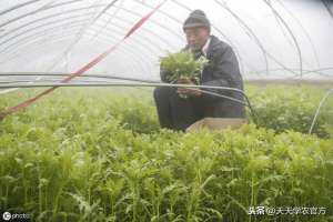 大叶茼蒿阳台种植(该种茼蒿了你选对品种了吗？怎样才能高产？早看早知道)