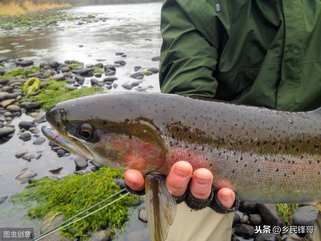 “水中人参”虹鳟生存条件高，关键走好这几步，塘养也产出珍贵品