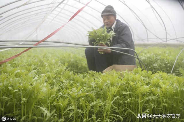 该种茼蒿了！你选对品种了吗？怎样才能高产？早看早知道