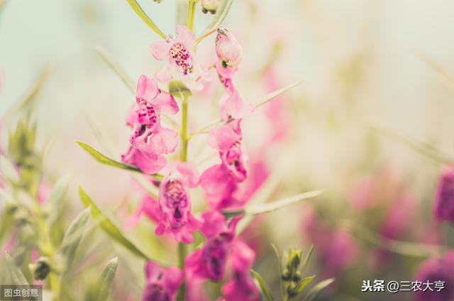 金鱼草的种植时间及种植方法你了解吗？跟着小编一起学习一下吧