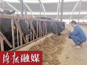 洛阳肉牛养殖场(洛阳伊川县鸣皋镇发展肉牛养殖产业 带动群众脱贫致富)