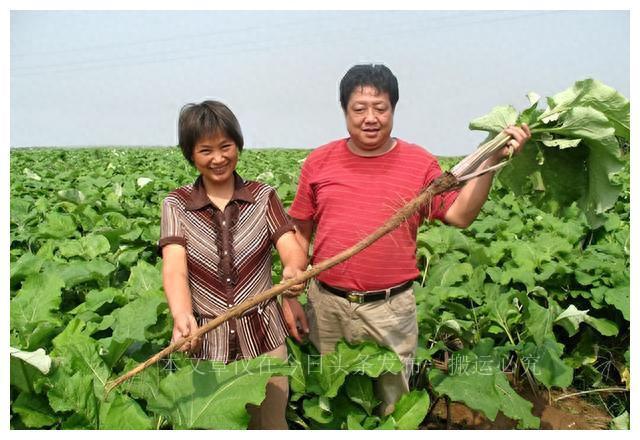 牛蒡：探寻这一多功能植物的秘密