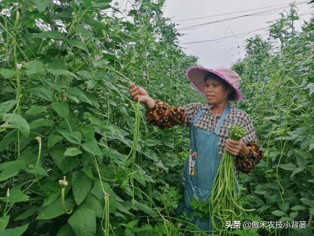 春季豆角怎样种植产量高？学会这些种植技巧，一茬一茬摘不完