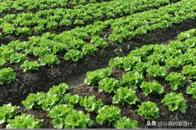 户外天台种菜别错过生菜，教你简单种植方法，赶快学起来吧