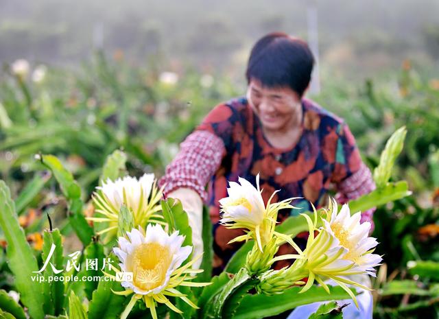 广东鹤山：霸王花大丰收