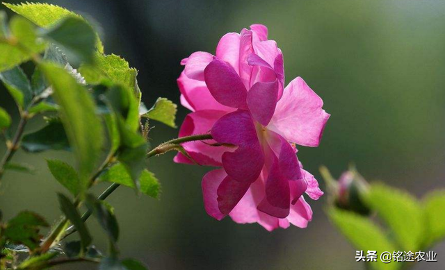 铭途农业：不知道蔷薇花怎么养吗？与您分享蔷薇花的种植经验